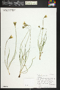 Microseris nutans image