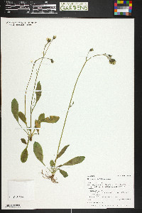 Hieracium triste image