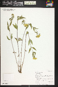 Heliomeris multiflora var. multiflora image