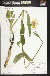 Helianthella quinquenervis image