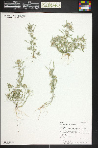 Gnaphalium exilifolium image