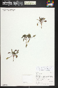 Crepis nana image