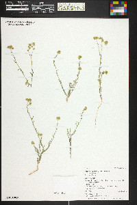 Cryptantha pterocarya image