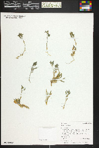 Draba crassa image