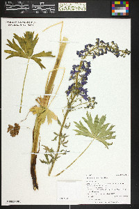 Delphinium barbeyi image