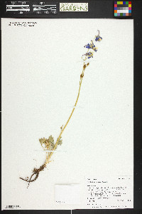 Delphinium scaposum image