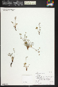 Potentilla concinna image