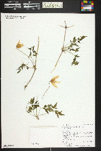 Clematis columbiana image