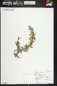 Peraphyllum ramosissimum image