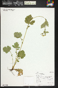 Geum macrophyllum image