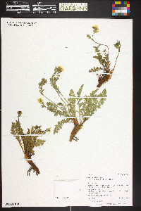 Geum rossii var. turbinatum image