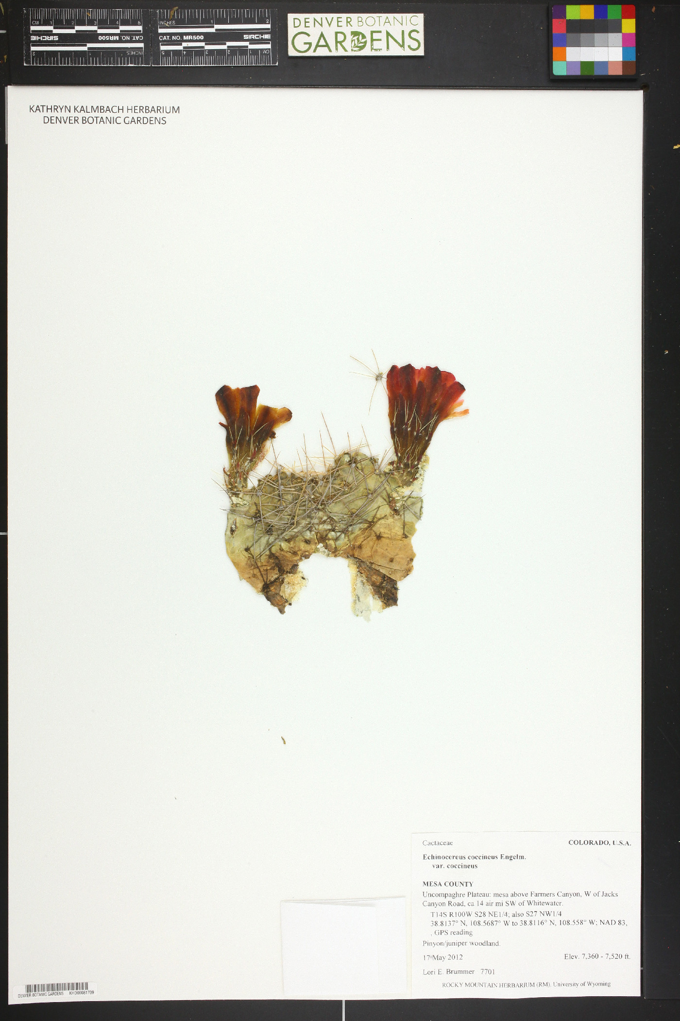 Echinocereus coccineus var. coccineus image