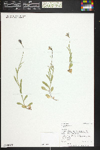 Campanula parryi image