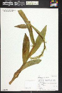 Platanthera huronensis image