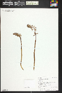 Corallorhiza maculata var. maculata image