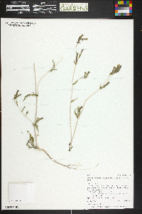 Mentzelia albicaulis image