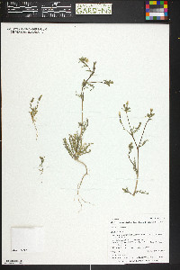 Mentzelia albicaulis image