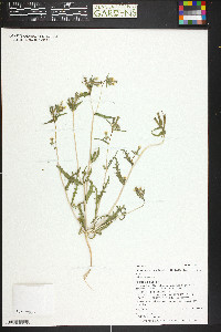 Mentzelia albicaulis image