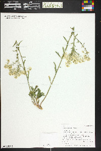 Lepidium eastwoodiae image