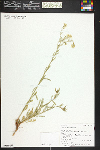 Lepidium eastwoodiae image