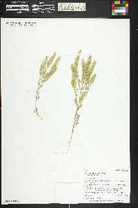 Lepidium densiflorum image