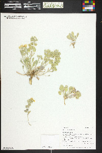 Physaria acutifolia image