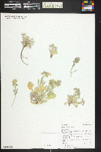 Physaria acutifolia image