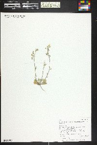 Physaria vicina image