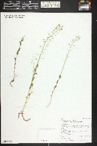 Noccaea fendleri subsp. glauca image