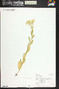 Lepidium chalepense image