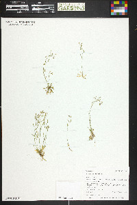 Draba crassifolia image