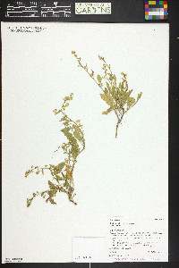 Rorippa palustris var. palustris image