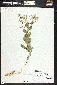 Lepidium chalepense image