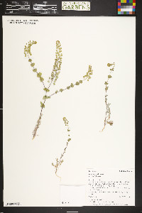 Lepidium perfoliatum image