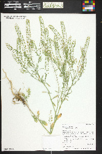 Lepidium virginicum var. pubescens image