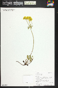 Eriogonum umbellatum var. aureum image