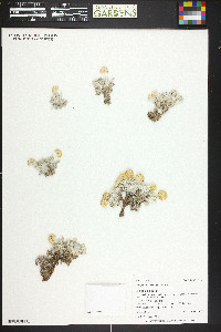 Eriogonum shockleyi image