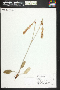 Eriogonum racemosum image