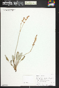 Eriogonum racemosum image