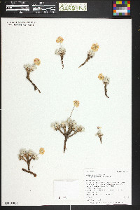 Eriogonum ovalifolium var. purpureum image