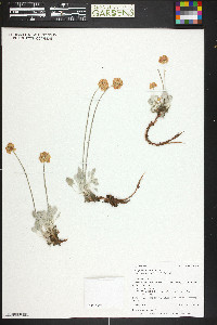 Eriogonum ovalifolium image