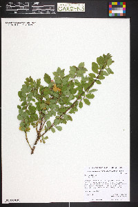 Rosa woodsii image