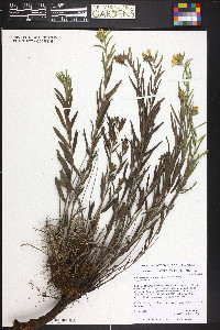 Lithospermum multiflorum image