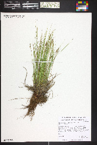 Carex inops subsp. heliophila image