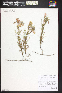 Oenothera coronopifolia image