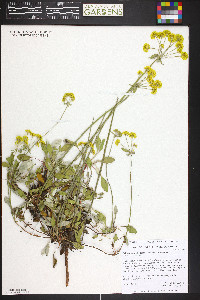 Eriogonum umbellatum var. umbellatum image