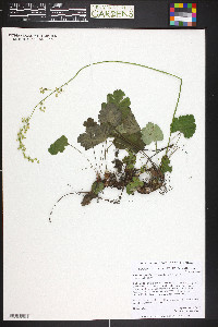 Heuchera parvifolia image