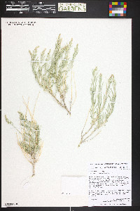 Zuckia brandegeei image