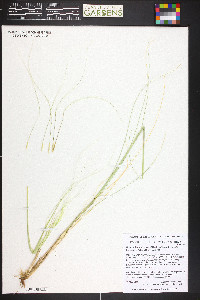 Hesperostipa neomexicana image