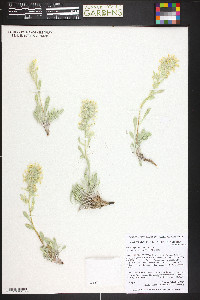 Oreocarya flavoculata image